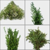 Vintage Greens & Fillers Bulk Pack - Mini