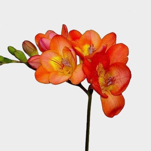 Wholesale flowers prices - buy Orange Freesia Flower in bulk