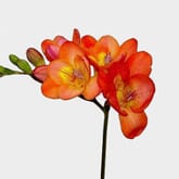 Orange Freesia Flower