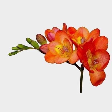 Orange Freesia Flower - bunches