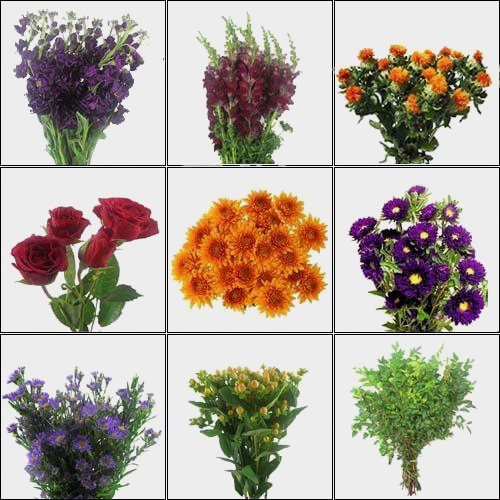 Country Plum Harvest Wildflower Pack - Wholesale - Blooms By The Box