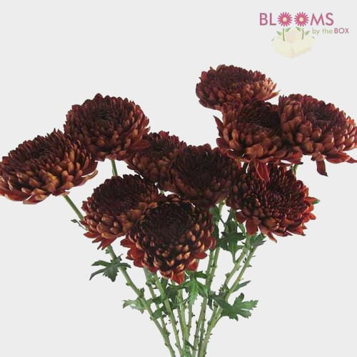 Wholesale flowers prices - buy Cremon Mum Red in bulk