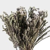 Brunia Silver Flower