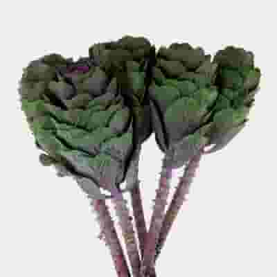 Kale Purple