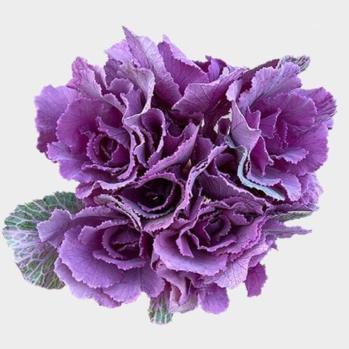 Bulk flowers online - Kale Purple