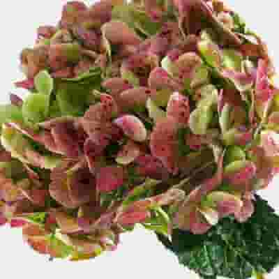 Hydrangea Green Antique Flower