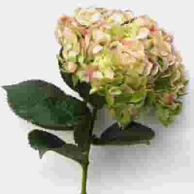 Hydrangea Green Antique Flower