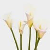 Open Cut Calla Lily White Flower
