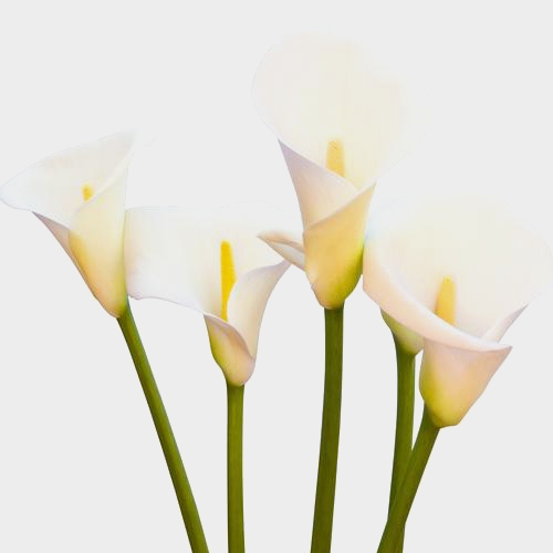 Open Cut Calla Lily White Flower