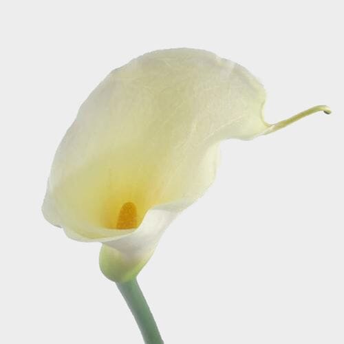 Open Cut Calla Lily White Flower