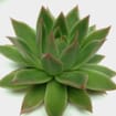 Agavoides Green Medium Succulents 9cm