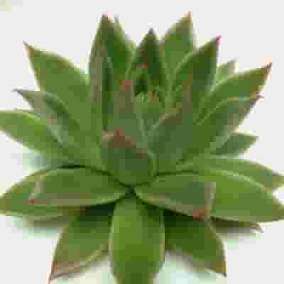 Agavoides Green Medium Succulents 10cm