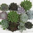 Assorted Medium Succulents 9cm