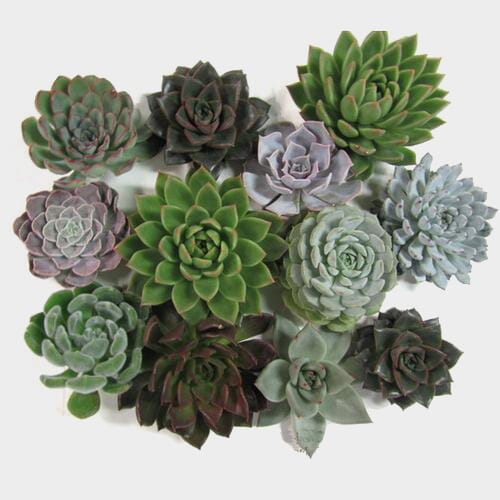 Bulk flowers online - Assorted Medium Succulents 10cm