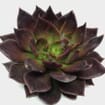 Black Prince Medium Succulents 9cm