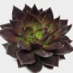 Black Prince Large Succulents 12cm