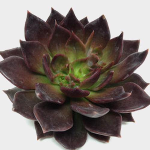 Black Prince Large Succulents 12cm