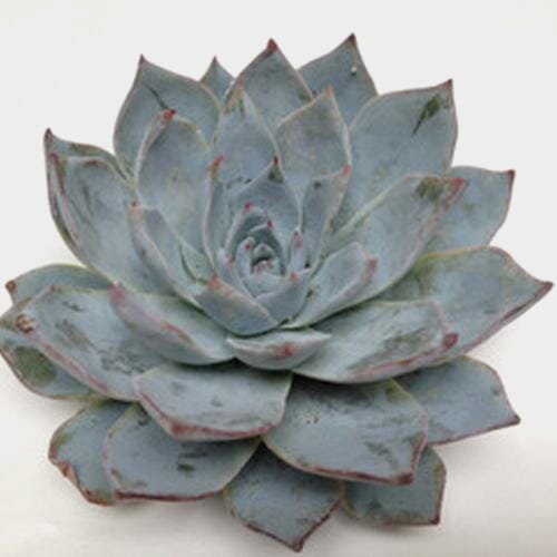 Wholesale flowers prices - buy Blue Star Medium Succulents 9cm in bulk