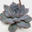 Colorata Small Succulents 5cm