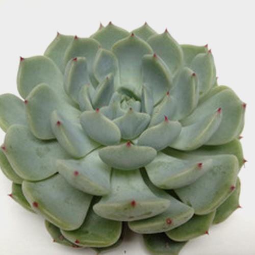 Wholesale flowers prices - buy Minty Blue Medium Succulents 9cm in bulk