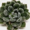 Green Velvet Medium Succulents 9cm