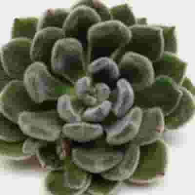 Green Velvet Large Succulents 12cm