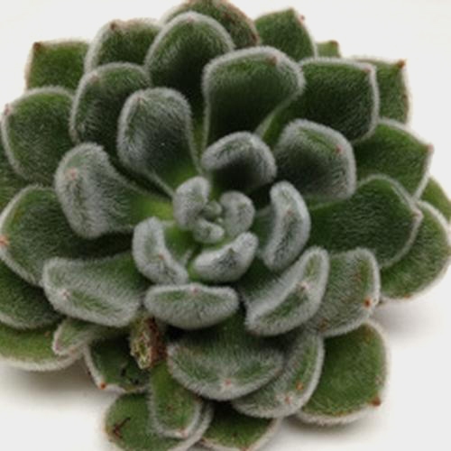 Green Velvet Large Succulents 12cm