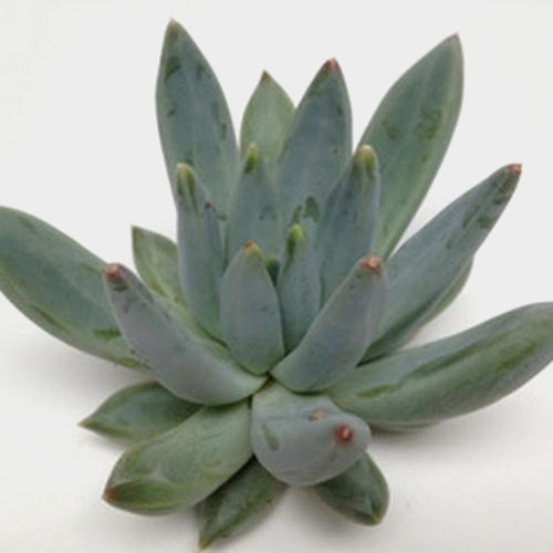 Hookerii Medium Succulents 9cm