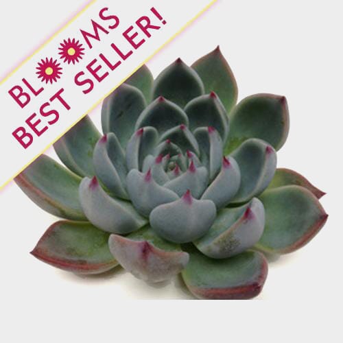 Wholesale flowers: Lindsyana Medium Succulents 9cm