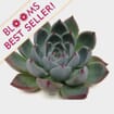 Lindsyana Medium Succulents 9cm