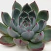 Lindsyana Medium Succulents 10cm