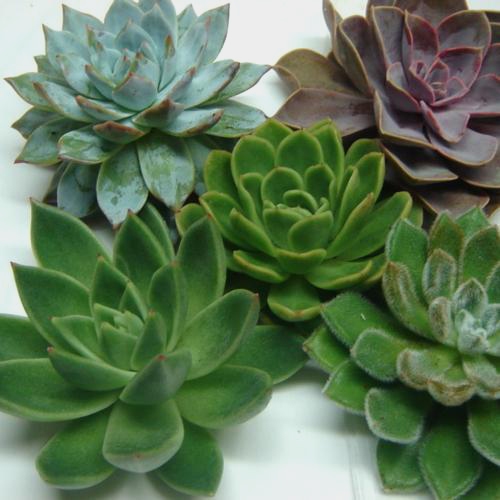 Lipstick Large Succulents 12cm