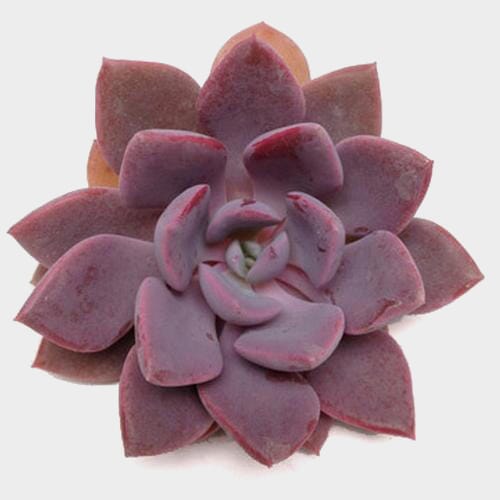 Blue Star Medium Succulents 9cm Wholesale Blooms By The Box