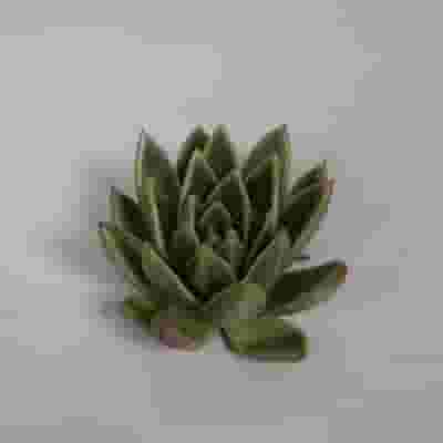 Miranda Medium Succulents 9cm