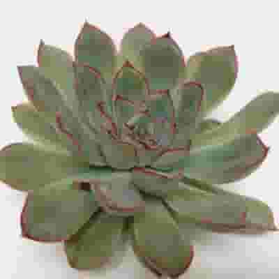 Rondo Large Succulents 12cm