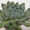 Setosa Medium Succulents 9cm