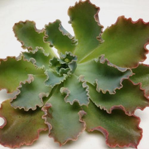 Shaviana Large Succulents 12cm