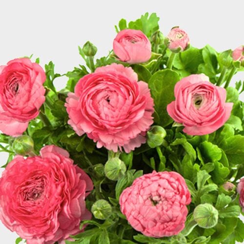 Bouquet Sweet Rosaline - red & pink roses, ranunculuses – My