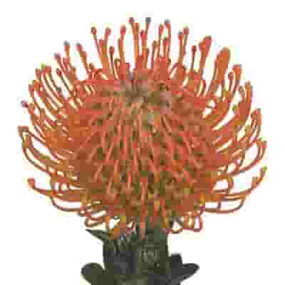 Orange Pincushion Protea, DIY Wedding Flowers