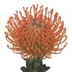 Protea Pincushion Orange
