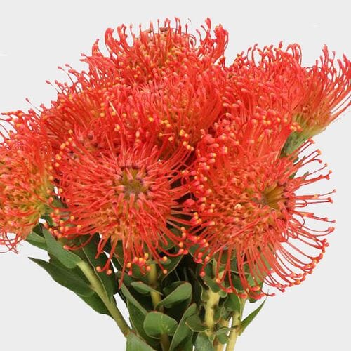Wholesale flowers prices - buy Protea Pincushion Orange in bulk