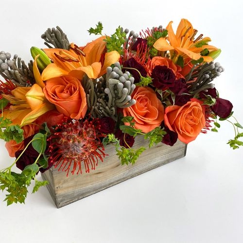 Protea Pincushion Orange