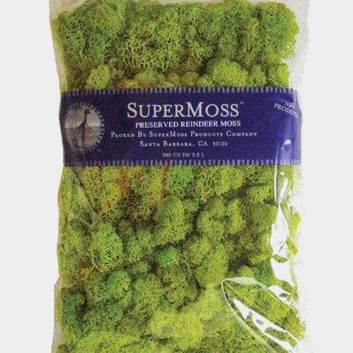 Super Moss Light Green - Wholesale - Blooms By The Box