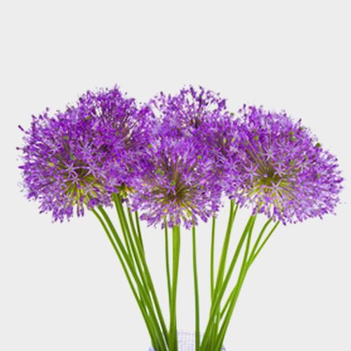 Allium Purple Sensation Flower