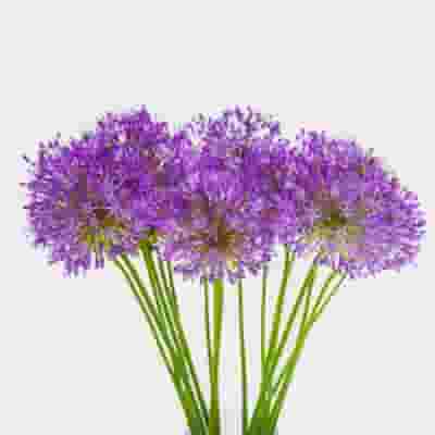 Allium Purple Sensation Flower