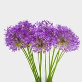 Allium Purple Sensation Flower