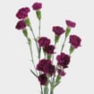 Purple Mini Carnation Flowers