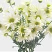 Pompon Daisy White Flower