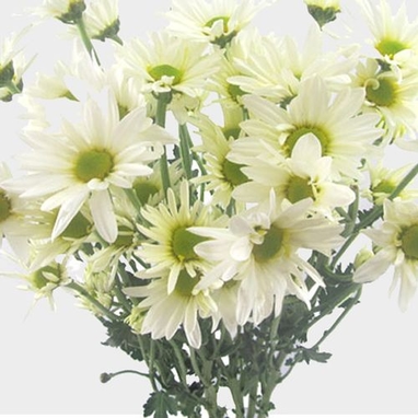 Pompon Daisy White Flower - Wholesale - The Box