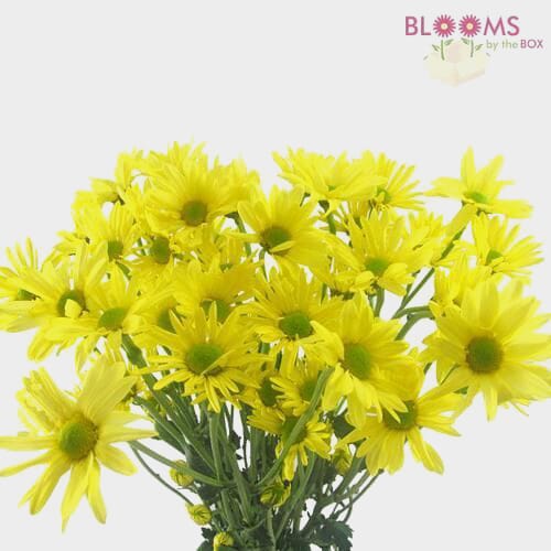 Yellow Filler Flowers Bulk Pack Wholesale Blooms By The Box